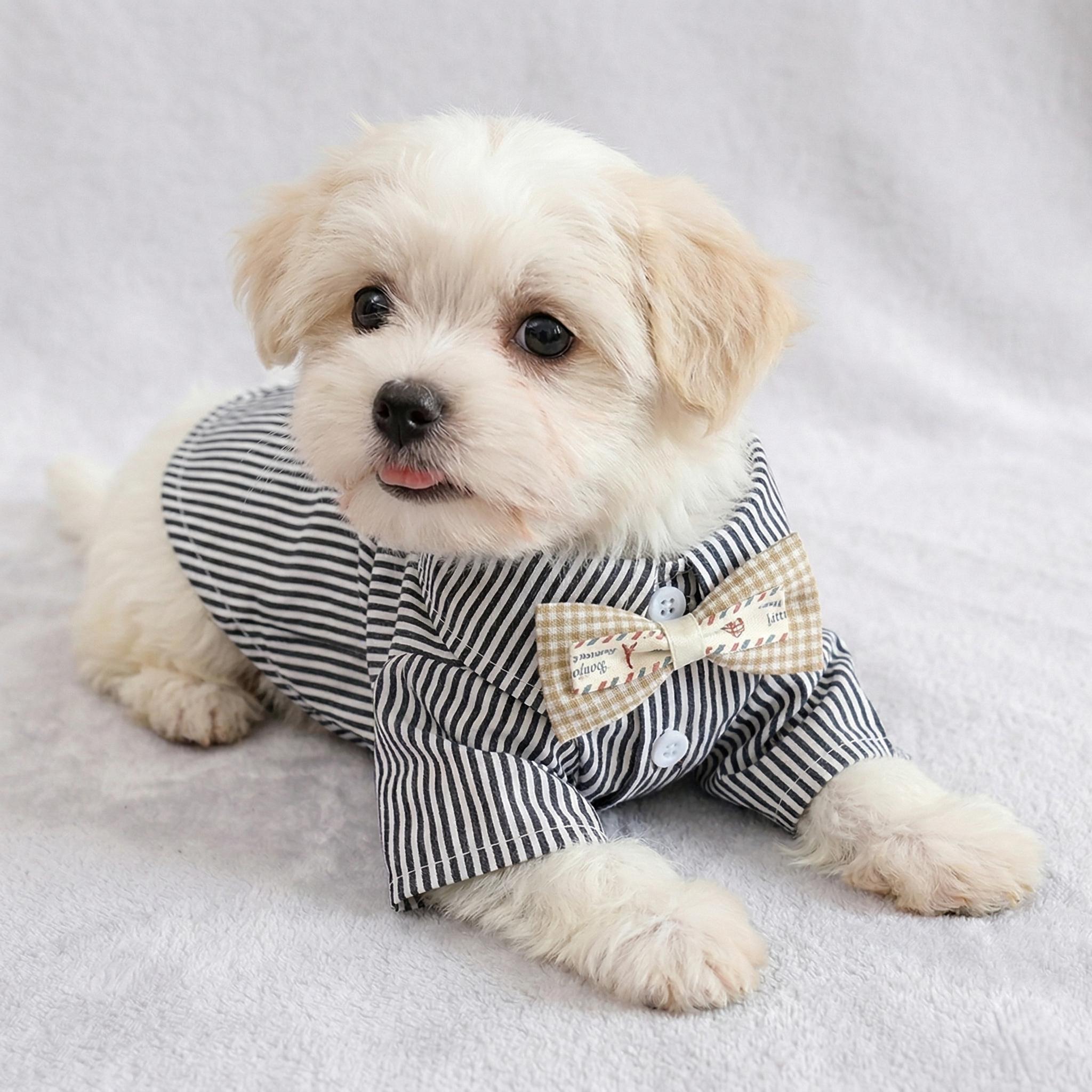 Blue Striped Pet Shirt with Bow Tie, Soft Short Sleeve Cat and Small Dog Outfit
